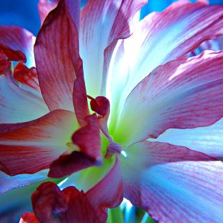 Amaryllis flowers wallpaper