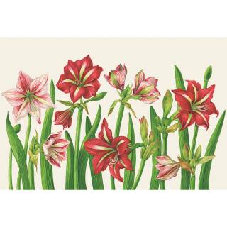 Amaryllis flowers wallpaper