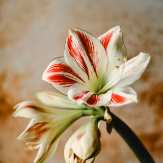 Amaryllis wallpaper