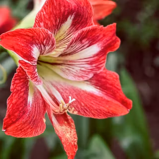 Amaryllis wallpaper
