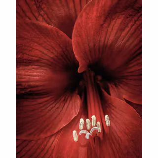 Amaryllis wallpaper