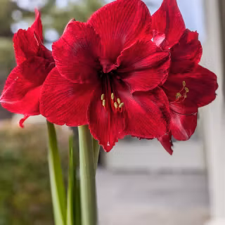 Amaryllis wallpaper