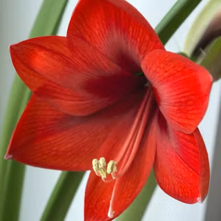 Amaryllis wallpaper