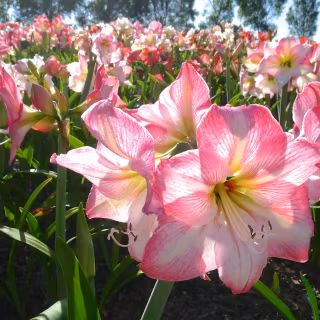 Amaryllis wallpaper