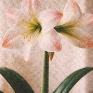 Amaryllis wallpaper