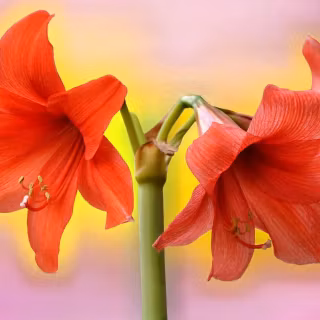 Amaryllis wallpaper
