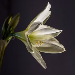 Amaryllis wallpaper