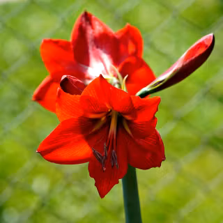 Amaryllis wallpaper
