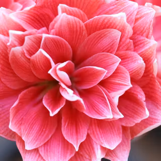 Amaryllis wallpaper
