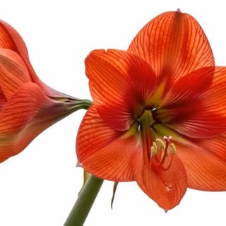 Amaryllis wallpaper