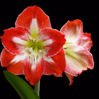 Amaryllis wallpaper