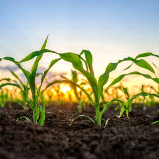 Agricultural lands wallpaper