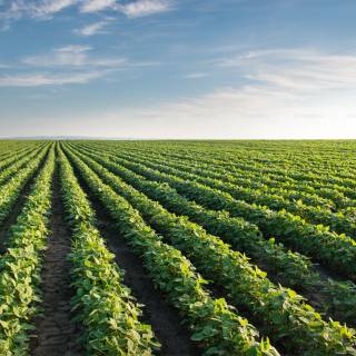 Agricultural lands wallpaper