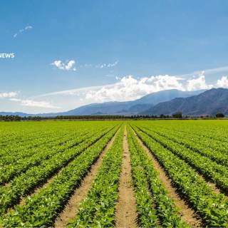 Agricultural lands wallpaper