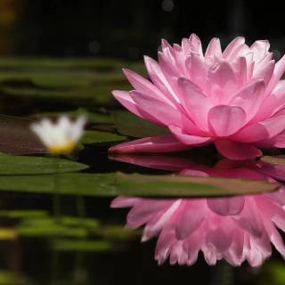 Lilies 4k wallpaper