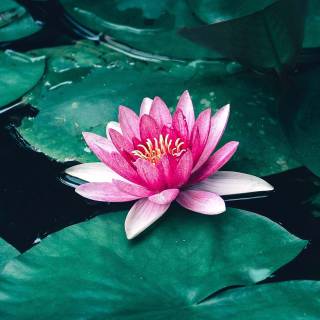 Lilies 4k wallpaper
