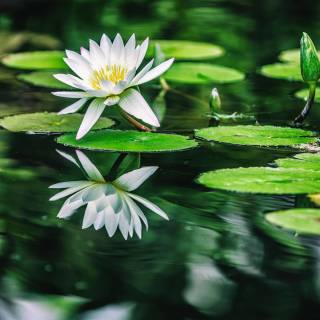 Lilies 4k wallpaper