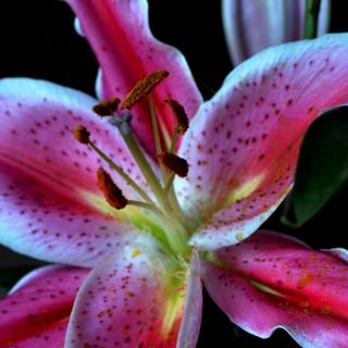 Lilies 4k wallpaper