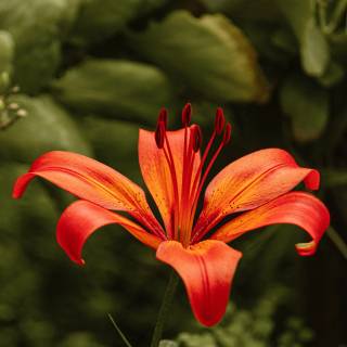 Lilies 4k wallpaper