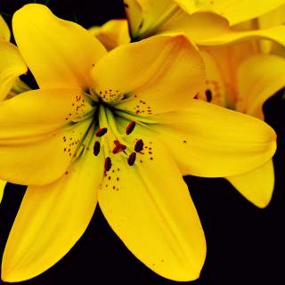 Lilies 4k wallpaper