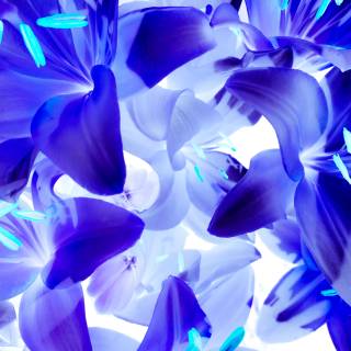 Lilies 4k wallpaper
