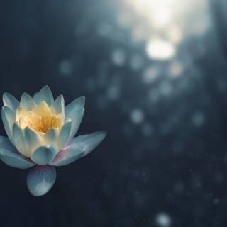 Lilies 4k wallpaper