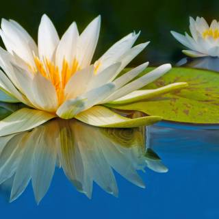 Lilies 4k wallpaper