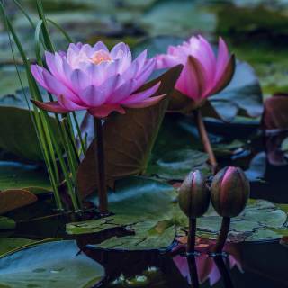 Lilies 4k wallpaper