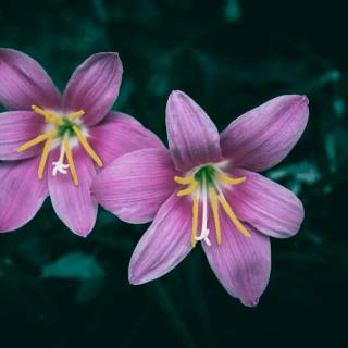 Lilies 4k wallpaper