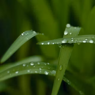 Green nature desktop 4k wallpaper