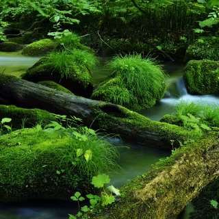 Green nature desktop 4k wallpaper
