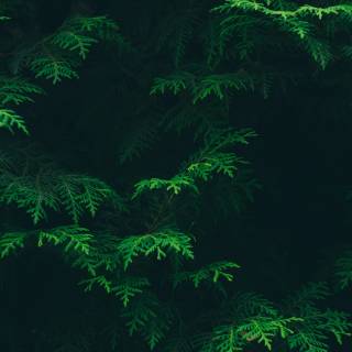 Green nature desktop 4k wallpaper