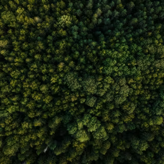 Green nature desktop 4k wallpaper