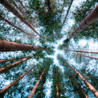 Nature tree 4k wallpaper