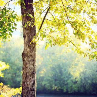 Nature tree 4k wallpaper