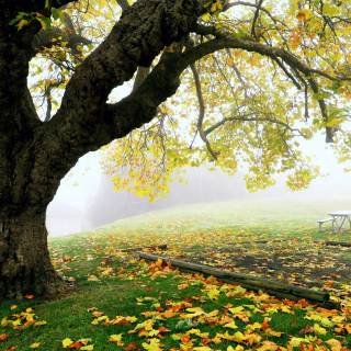 Nature tree 4k wallpaper