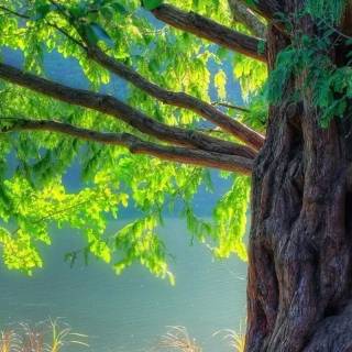 Green tree mobile wallpaper