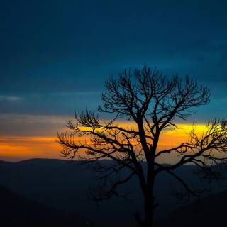 Nature tree 4k wallpaper