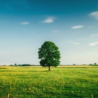 Nature tree 4k wallpaper