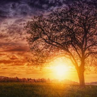 Nature tree 4k wallpaper