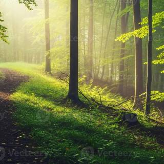 Nature tree 4k wallpaper