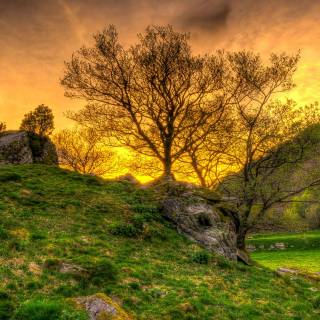Nature tree 4k wallpaper