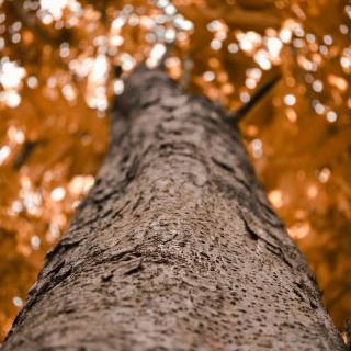 Nature tree 4k wallpaper