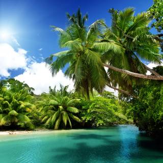 Nature tree 4k wallpaper