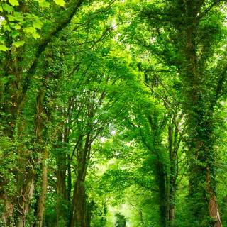 Nature tree 4k wallpaper