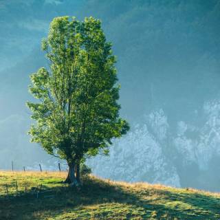 Nature tree 4k wallpaper