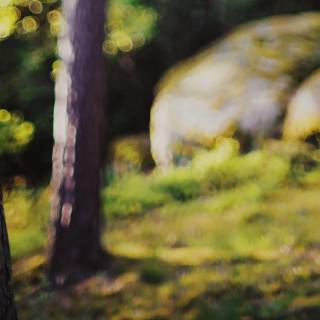 Nature tree 4k wallpaper