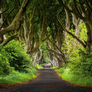 Nature tree 4k wallpaper