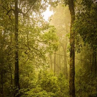 Nature tree 4k wallpaper