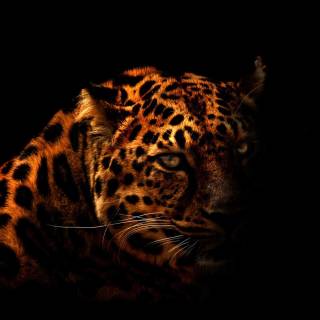Leopard print 4k wallpaper